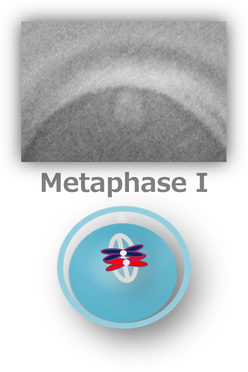 img-phase-01-1