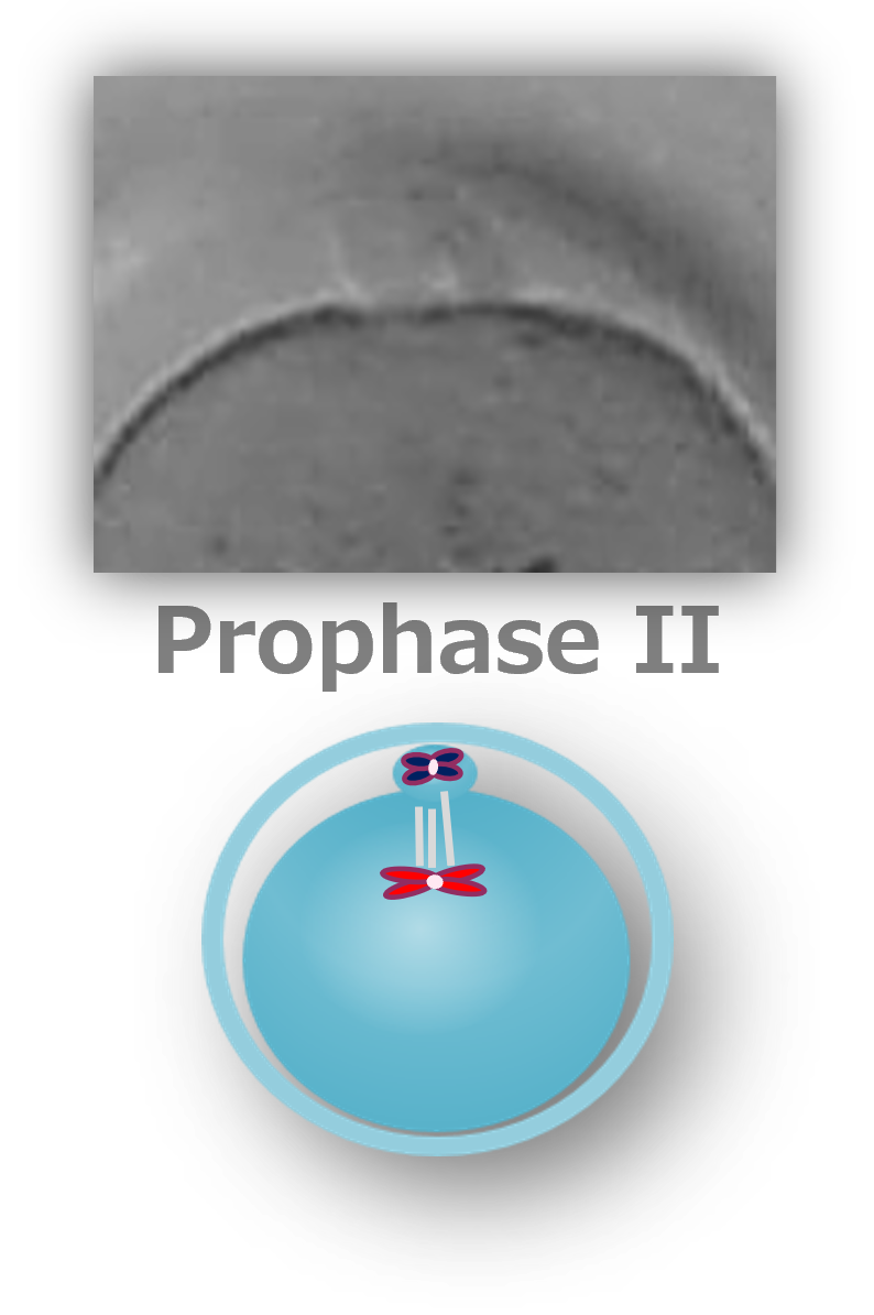 img-phase-03-1